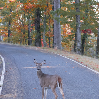 Arkansas_deer_on_road_pic_EDITED