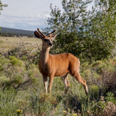 deer_photo_portfolio