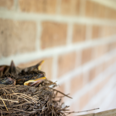 robins_nest_edited